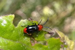 Phyllocharis gracilis