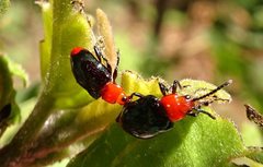 Phyllocharis gracilis