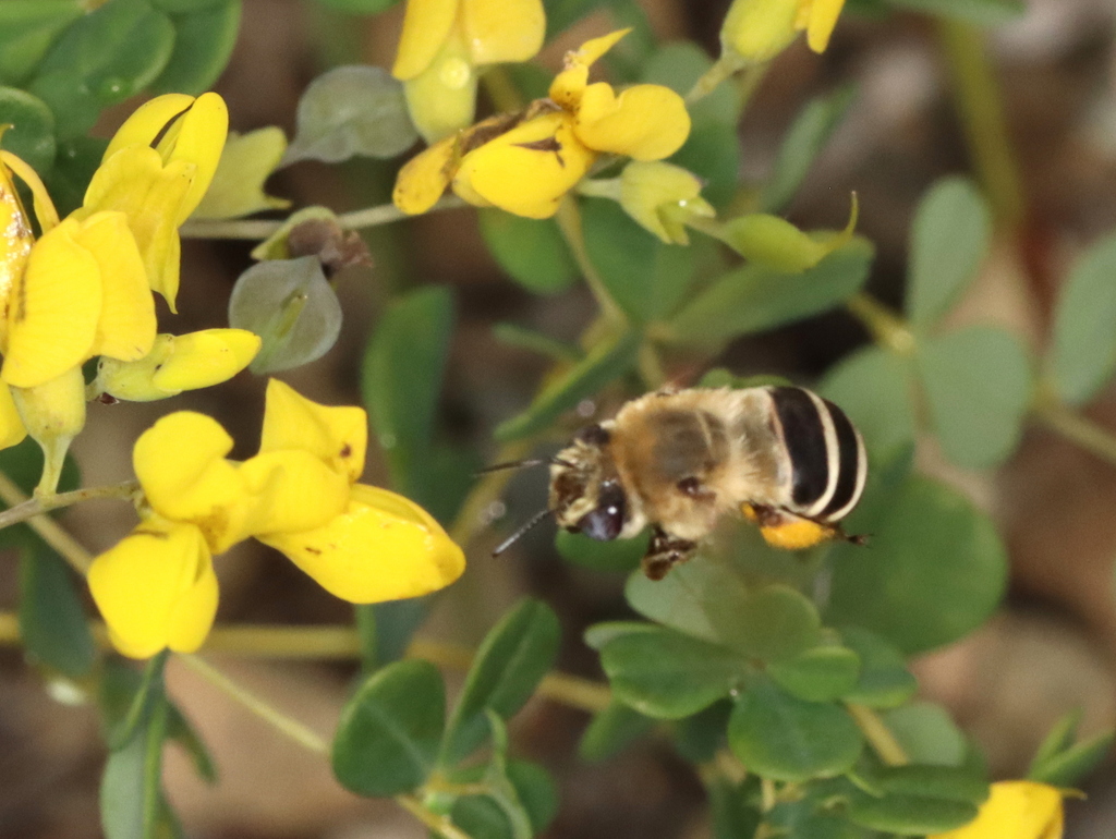 Walsh's Anthophora