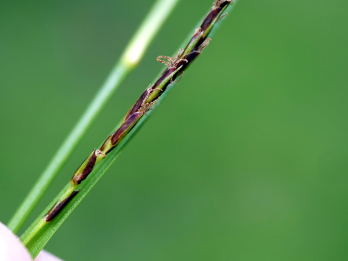 Carex ferruginea, photograph 6