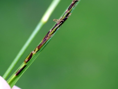 Carex ferruginea, photograph (c) Wolfgang Jauch, some rights reserved (CC BY)
