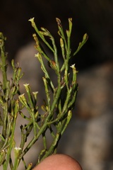 Thesium euphrasioides