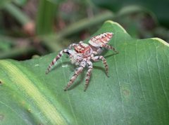 Opisthoncus quadratarius