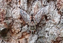 Diptera