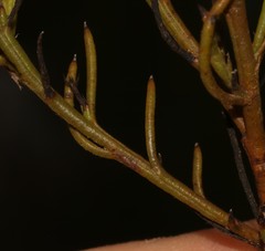 Thesium euphrasioides