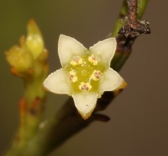 Thesium commutatum