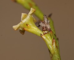 Thesium commutatum