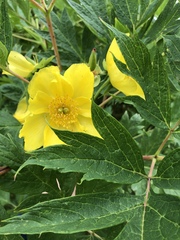 Paeonia delavayi