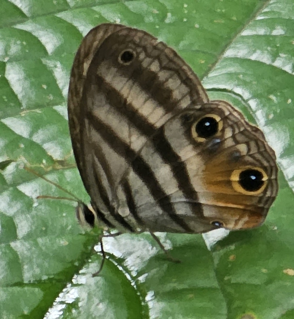 Vanima lesbia