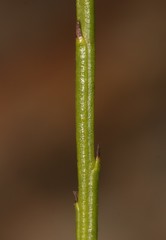 Thesium commutatum