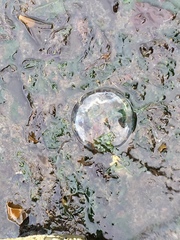 Aequorea victoria