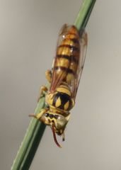 Stizus imperialis