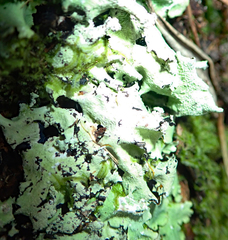 Parmotrema austrocetratum