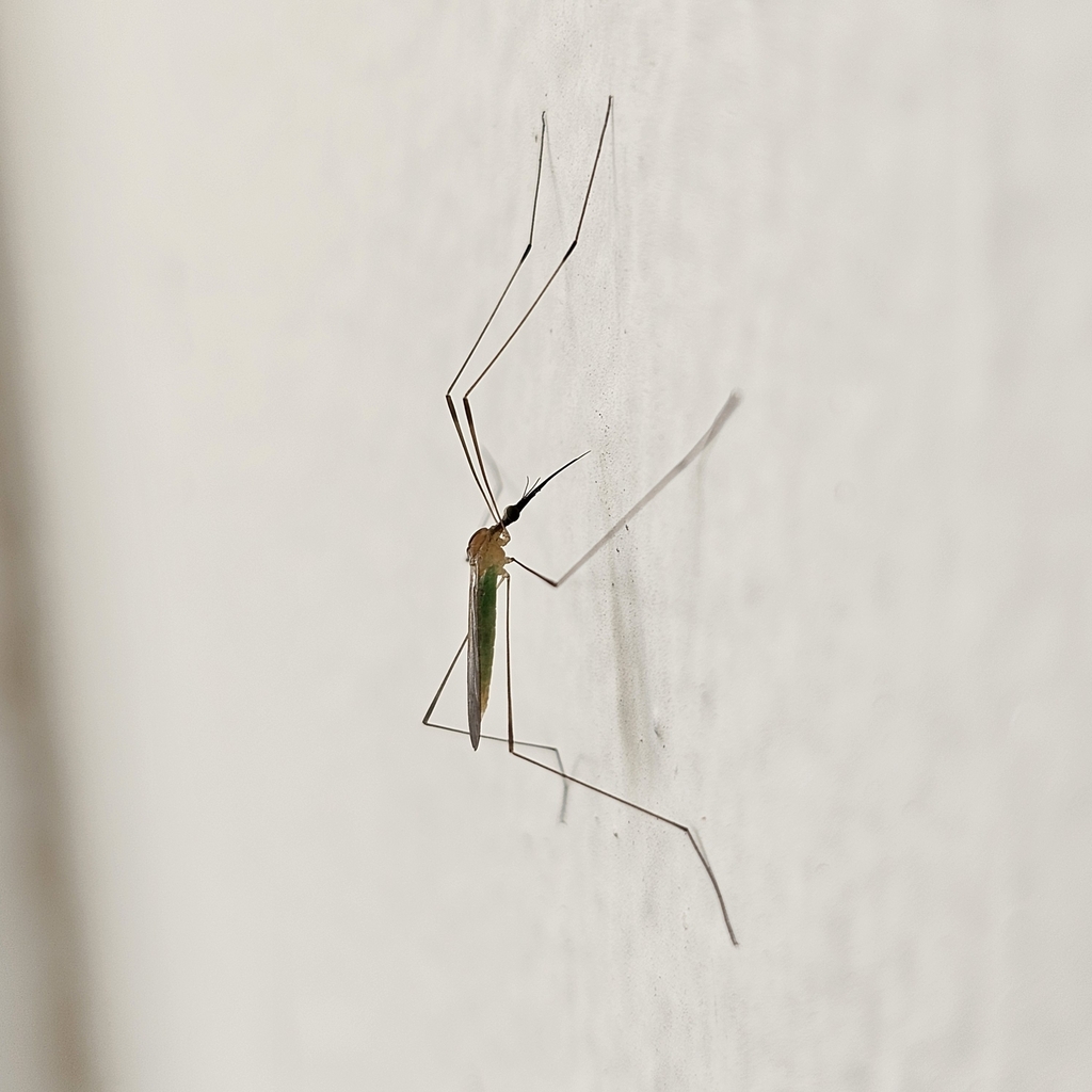 Geranomyia tibialis