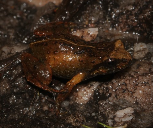 Arthroleptella landdrosia