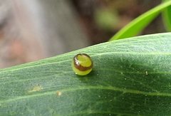 Insecta