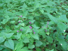 Lamium maculatum