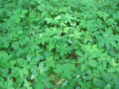Aegopodium podagraria