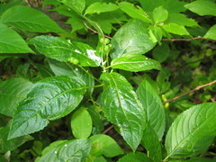 Mercurialis perennis