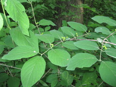 Lonicera xylosteum