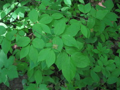 Euonymus verrucosus
