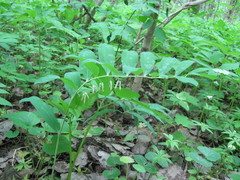 Polygonatum multiflorum