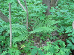 Dryopteris filix-mas