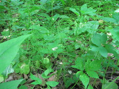 Equisetum pratense