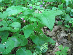 Pulmonaria obscura