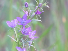 Triodanis leptocarpa