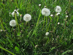Taraxacum officinale