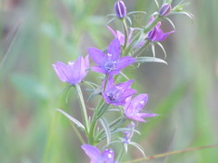 Triodanis leptocarpa