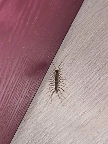 House Centipede