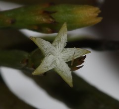 Thesium euphrasioides