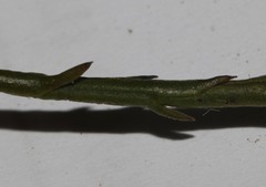 Thesium euphrasioides