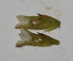 Thesium euphrasioides