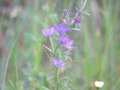 Triodanis leptocarpa