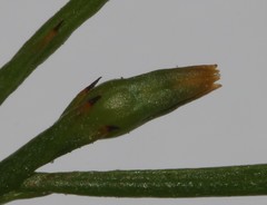 Thesium euphrasioides