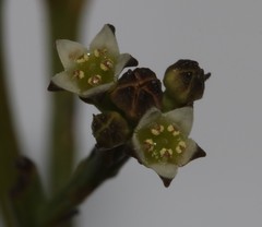 Thesium commutatum