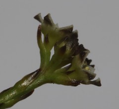 Thesium commutatum