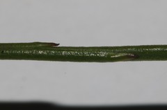 Thesium commutatum