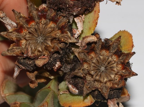 Image of Erepsia lacera by (c) Brian du Preez, some rights reserved (CC BY-SA)