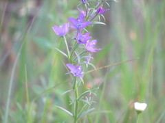 Triodanis leptocarpa