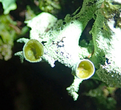 Parmotrema austrocetratum