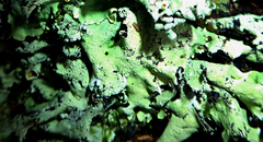 Parmotrema austrocetratum