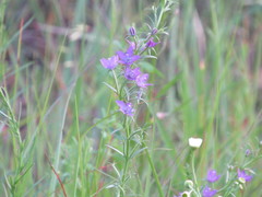 Triodanis leptocarpa