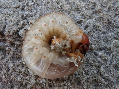 Pericoptus truncatus