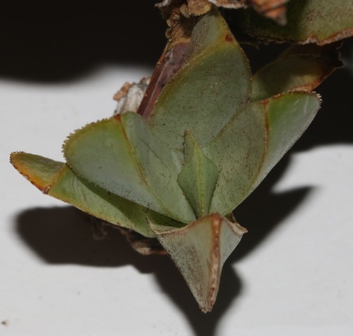 Image of Torn Spoonfig (Erepsia lacera) by (c) Brian du Preez, some rights reserved (CC BY-SA)