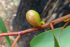 Insecta