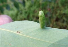 Insecta